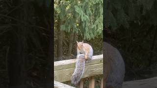 Itchy and scratchy show 👀 squirel wildlife [upl. by Myrtice]