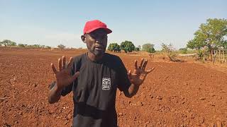 MAIZE FARMING [upl. by Faye]