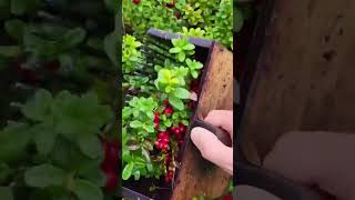 Lingonberry picking in Sweden forest fruit garden gardening harvesting farm shorts viralvideo [upl. by Netsrejk406]