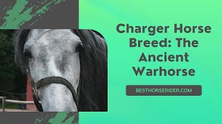 Charger Horse Breed The Ancient Warhorse [upl. by Lorrayne641]