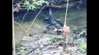 Alligator Kills Raccoon at UF [upl. by Hilary]