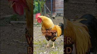 Battle of the Welsummer roosters 🐓💪 zwergwelsumer welsummerchicken hühner roosters bantams [upl. by Irbua]