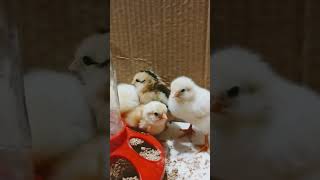 Baby Chicks [upl. by Walsh]