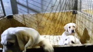 ALLEVAMENTO LABRADOR CUCCIOLI FIGLI DI TANCREDI ROSEMADE DI RIO CHIARO 21012015 [upl. by Jaddo]