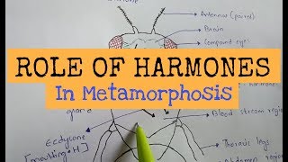 Role of harmones in metamorphosis of insects  By Phanindra guptha [upl. by Brigitta]