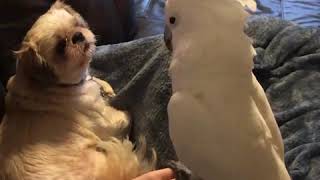 Cockatoo tells dog about his day adds a few cuss words [upl. by Thurber]