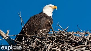 Sauces Bald Eagle  Channel Islands National Park Cams powered by EXPLOREorg [upl. by Durr]