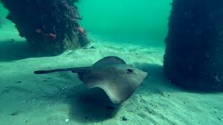 Blairgowrie Pier Scuba Dive April 2023 [upl. by Annaihs700]