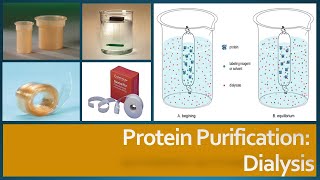 Protein Purification  Dialysis Principle Procedure and Factors affecting dialysis [upl. by Anitsyrhk267]