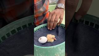 Care for baby pigeon 🕊️ racingpigeon racingpipigeons pigeonracing birdslover kalapati merpati [upl. by Deborath]