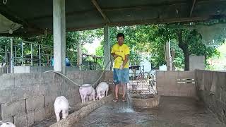 Give feed and clean cage for pigs [upl. by Atirb]