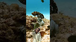 Octopus Punching Fish augdailyshorts Octopus fight figh [upl. by Anhsirk]