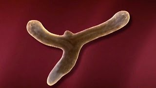 Planarian Regeneration and Stem Cells  HHMI BioInteractive Video [upl. by Yael]