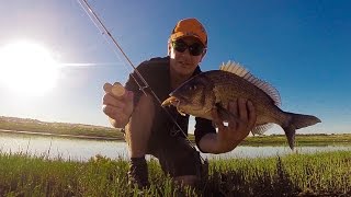 Onkaparinga River Bream on Plastic [upl. by Nnauol]