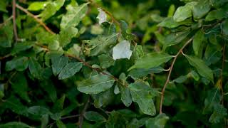 Elaeagnus umbellata  Autumn Olive [upl. by Wadesworth570]