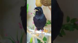 Mynah bird that makes moneycute animals [upl. by Chari]