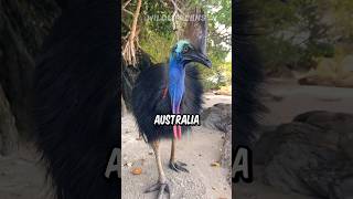 Cassowary  The Deadliest Bird In The World [upl. by Oidacra]