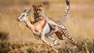 Top 15 Craziest Wild Animal Fights That Will Leave You Breathless  Animal Fights [upl. by Rifkin]