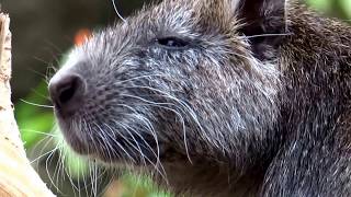 Cubaanse hutia Capromys pilorides  20130427 [upl. by Aicilec222]