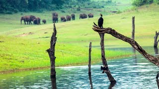 Thekkady wildlife sanctuary Periyar Tiger Reserve  HD  munnar kerala tourism [upl. by Ecarg]