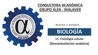 11 Fisiología celular Descarboxilaxión oxidativa [upl. by Romano]