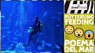 Haie amp Rochen im Aquarium Poema del Mar auf Gran Canaria  zoosmedia [upl. by Whiffen]