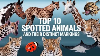 10 Spotted Animals and Their Distinct Markings [upl. by Nadroj]