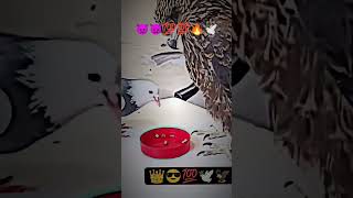 Kabutar lover song kabutar pigeon kabootar kabootarandakaisedetahai 🕊️🔥💥💯🕊️💯💯 [upl. by Hudis301]