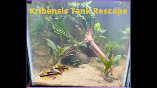 Rescaping the Kribensis Breeding Aquarium Easy Set Up and HowTo Guide [upl. by Aihsenat954]