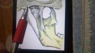 MANDIBULAR NERVE in easy way part 2 [upl. by Sivraj]