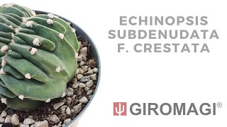 Echinopsis subdenudata f crestata [upl. by Sindee]