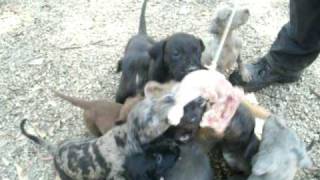 American Bandog Mastiff puppy temperament testing [upl. by Aryamoy]