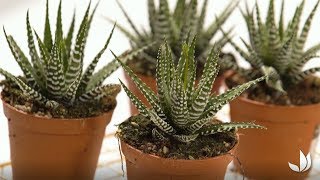 Haworthia ‘Big Band’  culture et entretien  Truffaut [upl. by Hcurob]