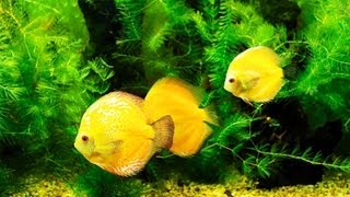 Why Does Your Fish Tank Smell Bad  Aquarium Care [upl. by Calmas45]