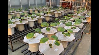 静岡大学農学部『ワサビ栽培を科学的に解明する』植物機能生理学研究室（一家）・植物機能制御学研究室 [upl. by Ybbed]