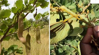 Physostigma reticulatum  Nyama en bambara  voici 05 maladies soignées par cette plante [upl. by Furie]