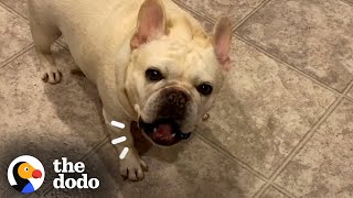 Stubborn Frenchie Hilariously Argues With Mom For 3 Hours Over Dinner  The Dodo [upl. by Winn796]