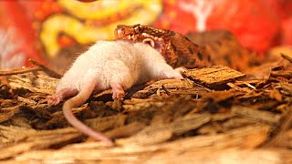 Pygmy Rattlesnake Definitely Has A Mouth Full Must SEE [upl. by Seline]