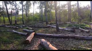 Deforestation video   trees cut down in forest deforestation [upl. by Irama]