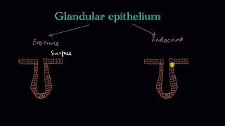 Glandular epithelium  Structural organization in animals  Biology  Khan Academy [upl. by Brand]