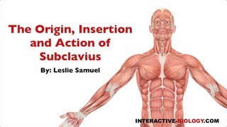 084 The Origin Insertion and Action of Subclavius [upl. by Mcmillan936]