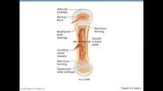 Bone Formation Fetus to Adult [upl. by Cuthbert]