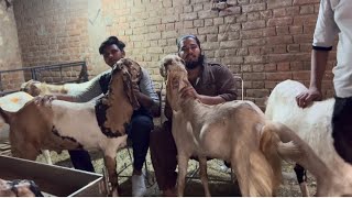 Okhla Dhobi ghat bakra mandi update 29052024  Qurbani goat sale  Gazipur Bakra Mandi live update [upl. by Nehtanhoj]