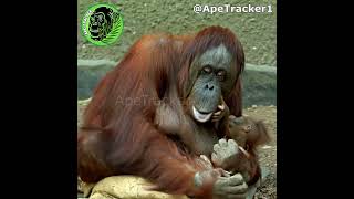 Exhausted Mom And Baby Orangutan  shorts [upl. by Animehliw]