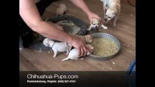 How To Wean Chihuahua Puppies  4 weeks old  First Solid Food [upl. by Nylatsyrk]