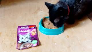 whiskas cat food meat collectionbeefjelly [upl. by Adnarrim247]