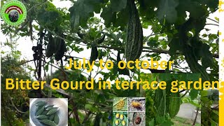 Grow bitter gourd in terrace garden during monsoon season with complete information [upl. by Aennil]