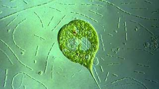 Euglena sp [upl. by Sherie]