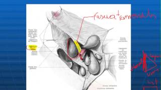 8 fifth class femoral or crural hernia only part [upl. by Eelrahc]