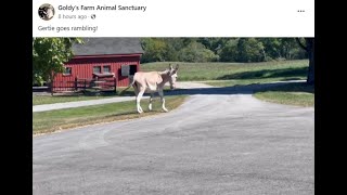 Goldys Farm Animal Sanctuaryfor FB by ET Sweet Gertie Goes Rambling [upl. by Nwahsid]